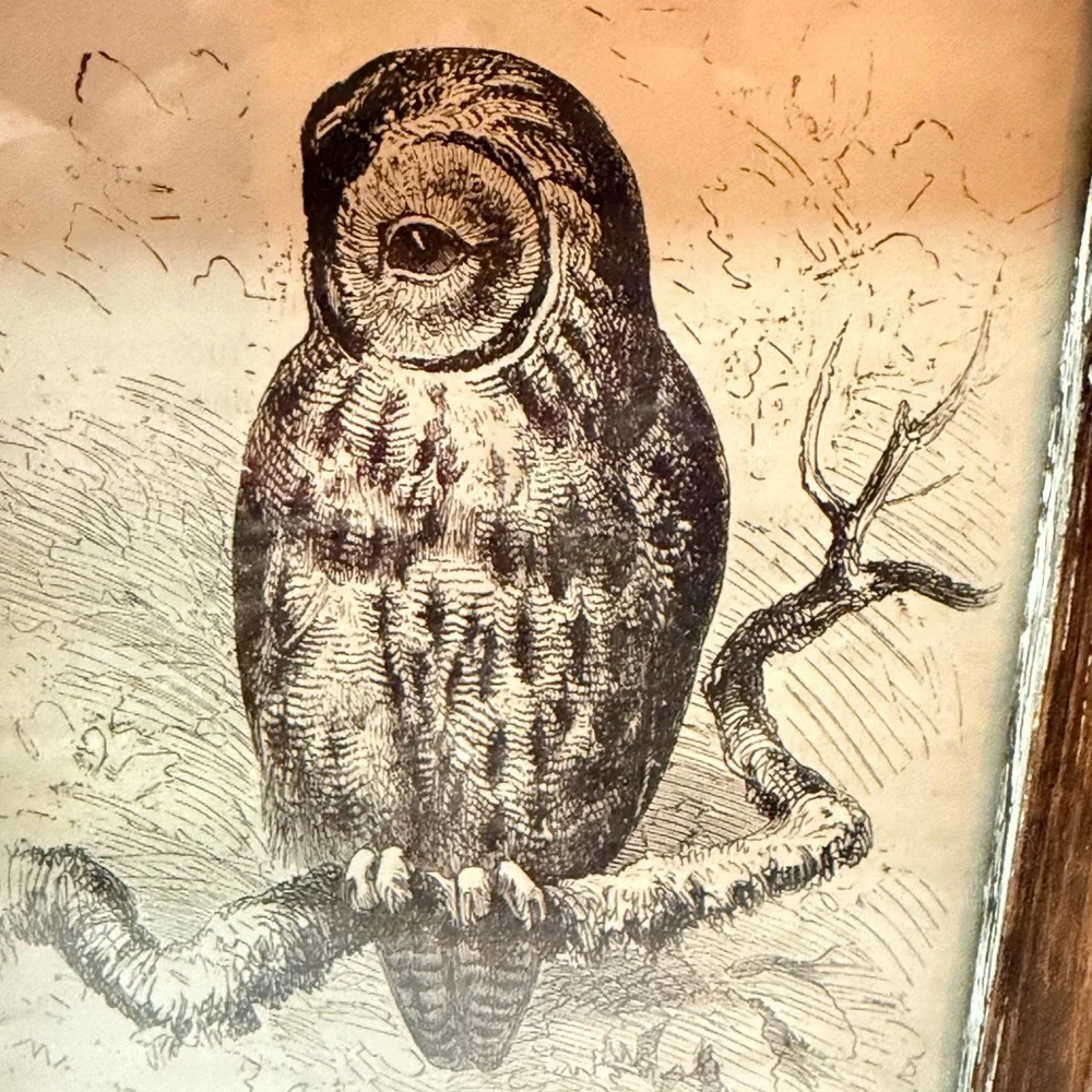Rustic, distressed, reclaimed-style wooden Owl‎ Framed Art  5x7”